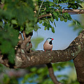 Bird On A Branch