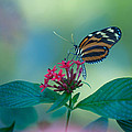 Flowers and Wings