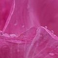 Waterdrops on Rose Petals